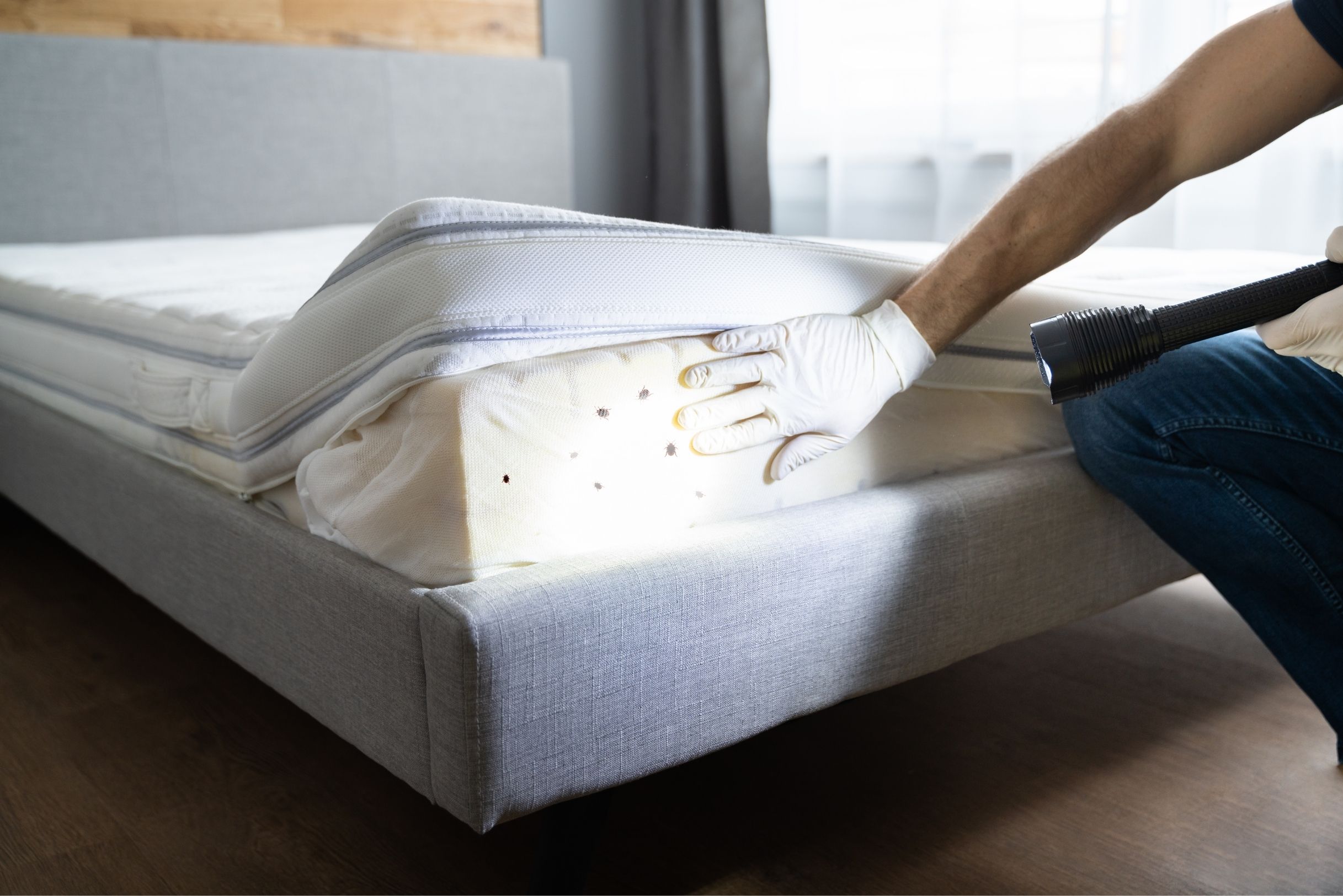bed-bug-home-pest-defense-charlotte-nc Gloved technician lifting white mattress cover with flashlight revealing bed bug stains on gray upholstered bed.