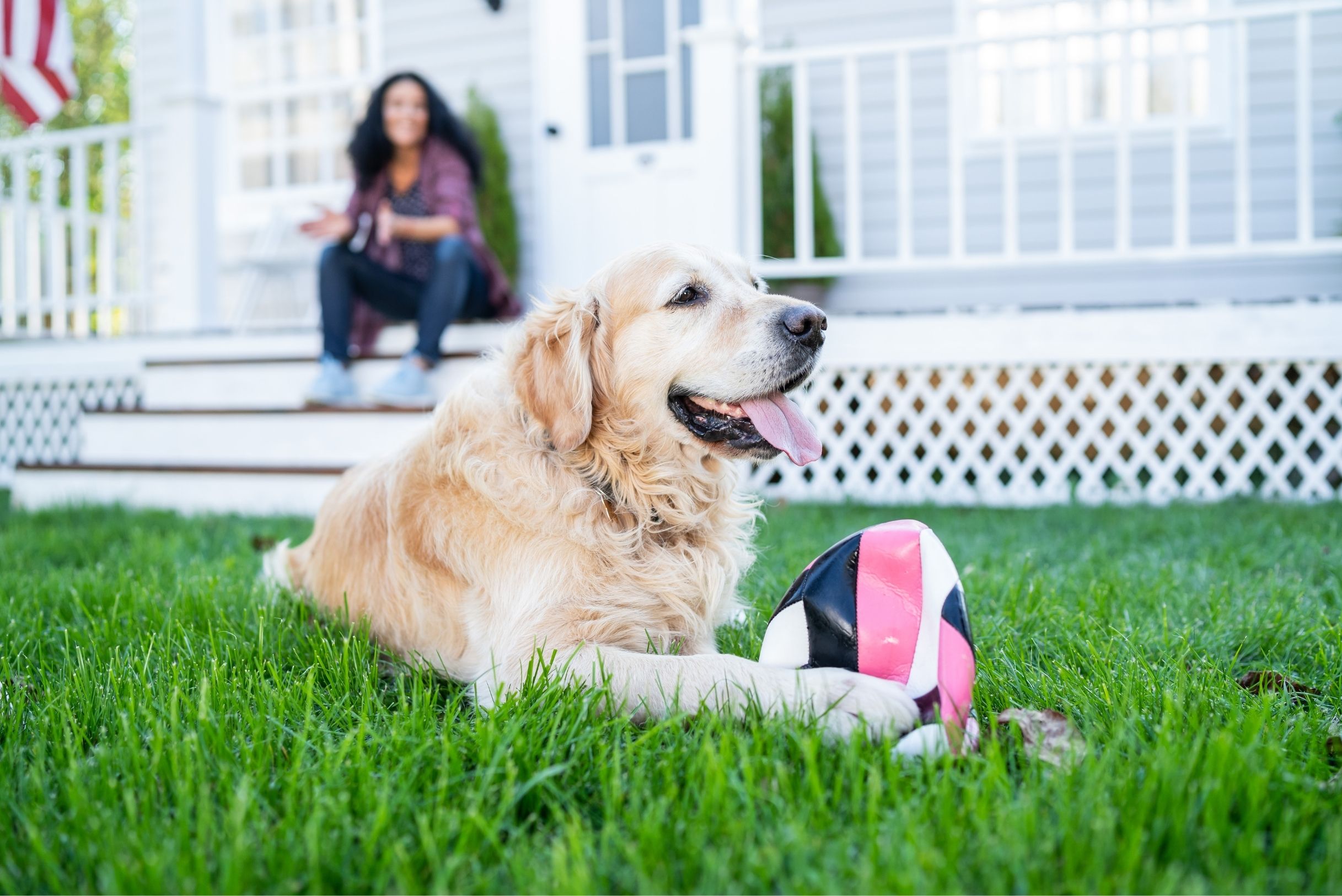 Golden retriever laying on green grass with pink and black ball while woman sits on white porch steps in background.