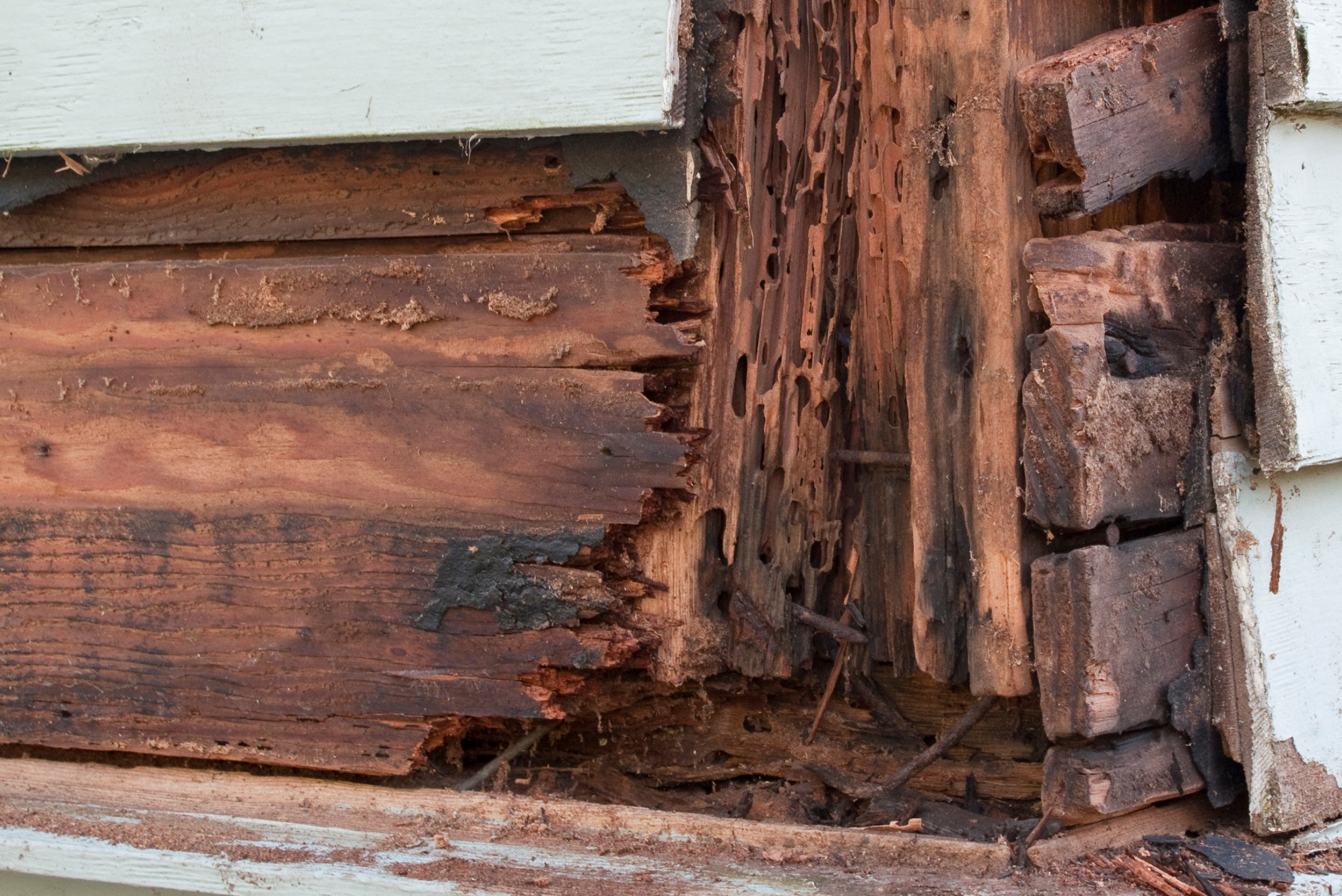 termite-control-in-charlotte-nc Severe termite damage on brown wood home structure showing honeycomb tunneling and crumbling wood near white siding.