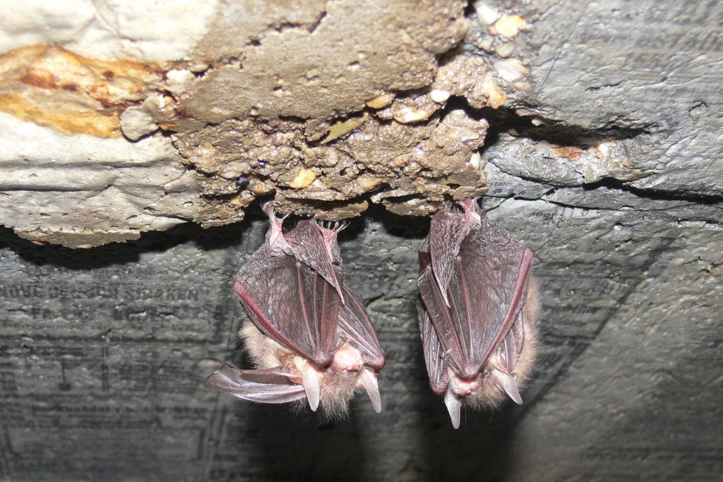 2 bats hanging out.