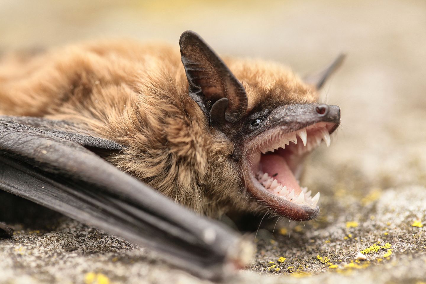 Brown bat showing off its teeth.