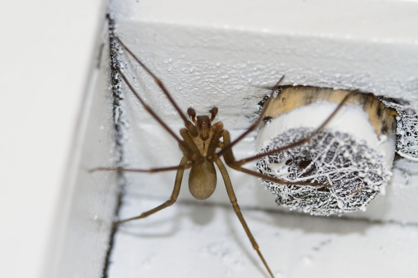 Brown recluse on white paint.