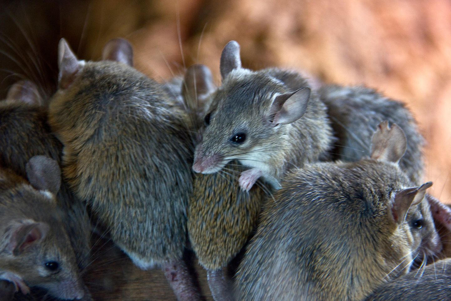 Close up of a colony of brown field mice.